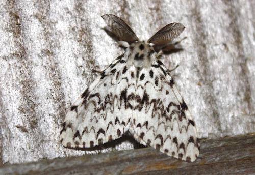 Lymantria monacha